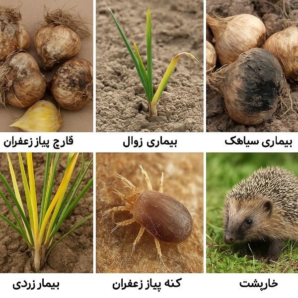 بیماری های پیاز زعفران