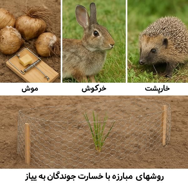 جوندگان پیاز زعفران