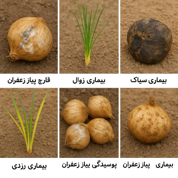 مقابله با بیماری های زعفران