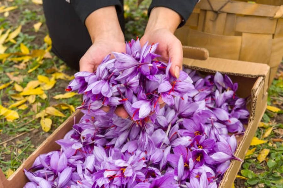 آبیاری کردن زعفران
