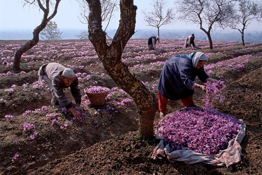 خرید پیاز زعفران
