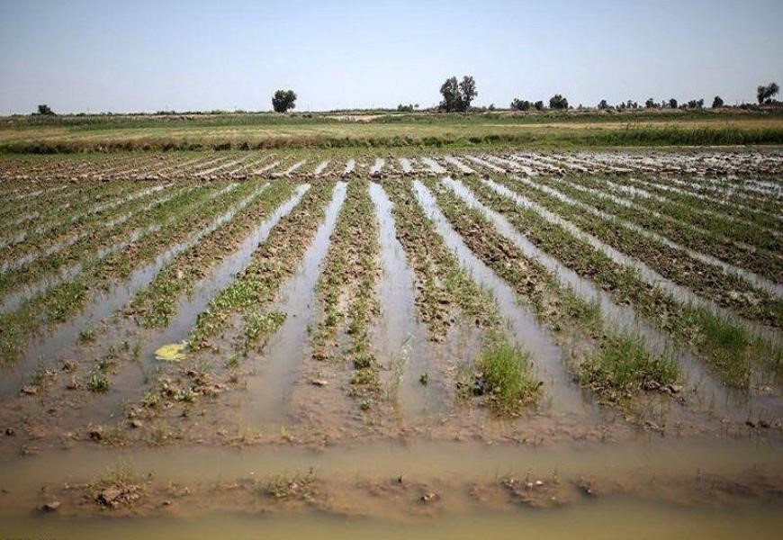 روش های آبیاری زعفران