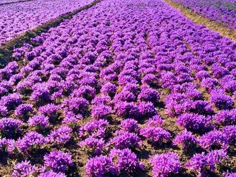 گل دهی پیاز زعفران