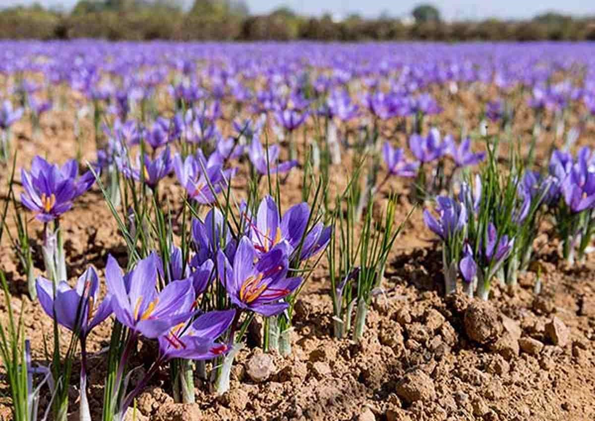 آموزش کاشت زعفران در خانه