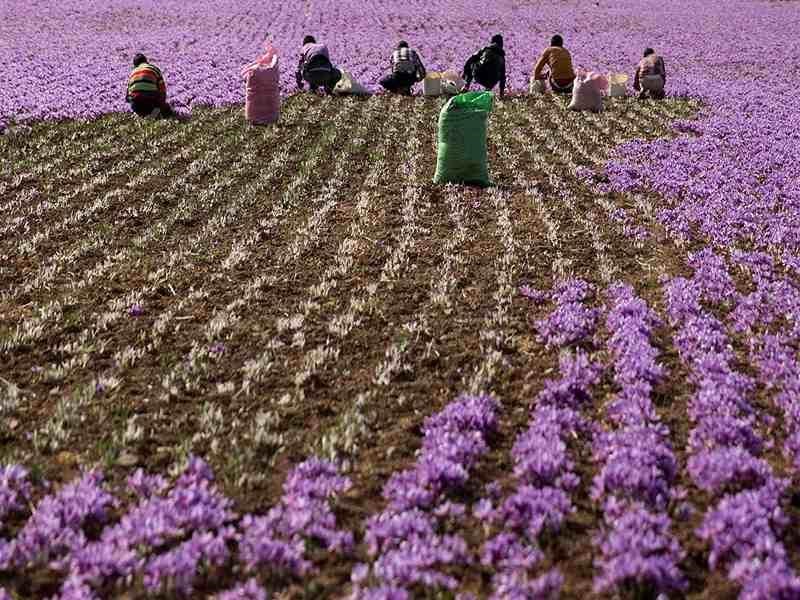زمان دقیق گل دهی پیاز زعفران