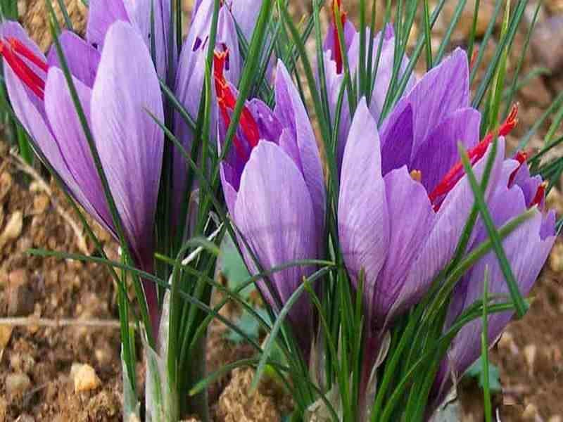 مزایای پیاز زعفران درشت