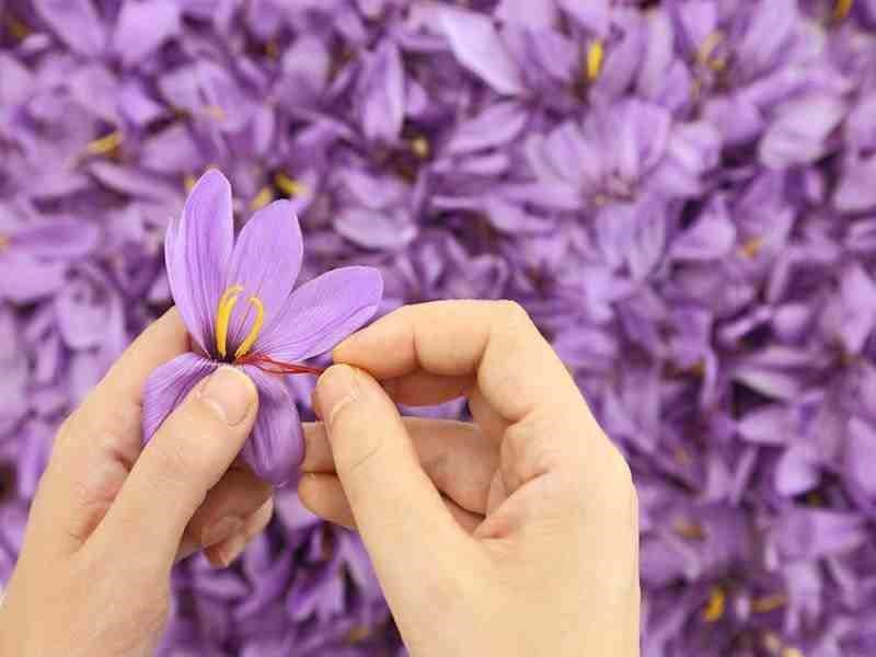 پیاز زعفران درشت
