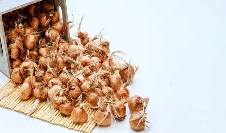 دلایل اصلی کوچک شدن پیاز زعفران