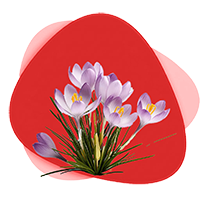 خرید پیاز زعفران