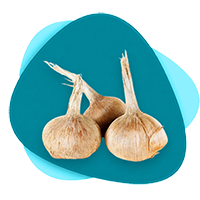خرید پیاز زعفران