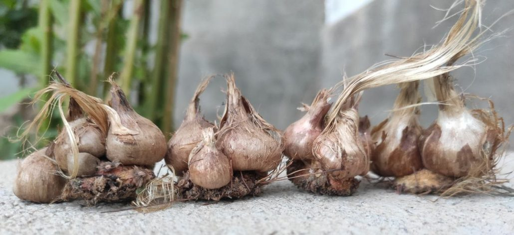 کوچک شدن پیاز زعفران
