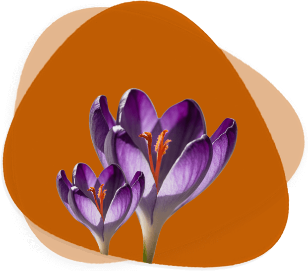 گل های زعفران پربار