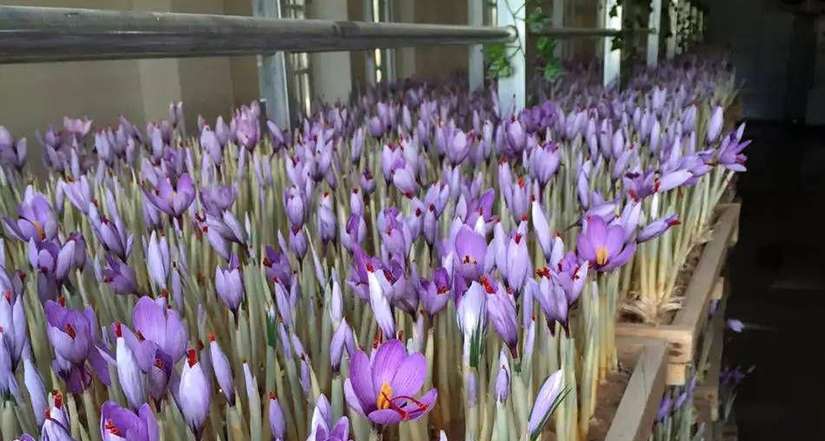 نقره‌ کردن پیاز زعفران در کشت گلخانه‌ای