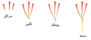 جدا کردن کلاله زعفران