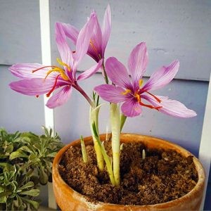 زمان کاشت گلدان