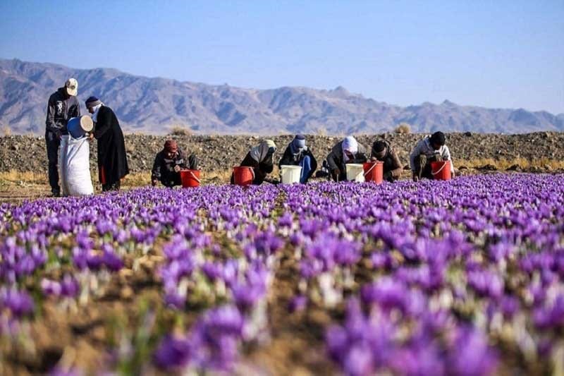 زمان مناسب برای کاشت زعفران