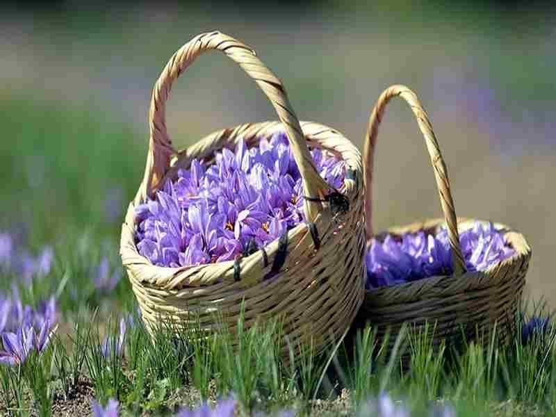 زعفران گلخانه‌ای