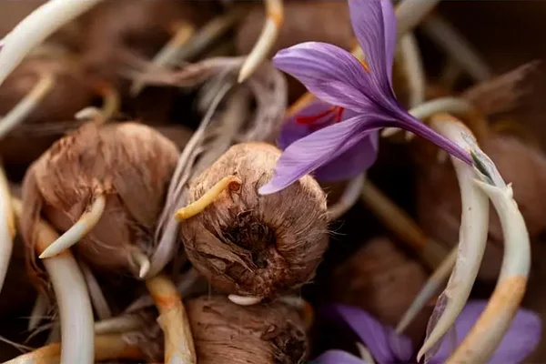 تعداد گل از هر پیاز زعفران