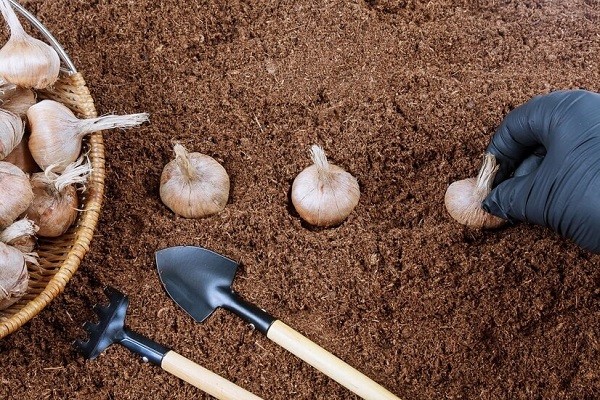 درشت شدن پیاز زعفران