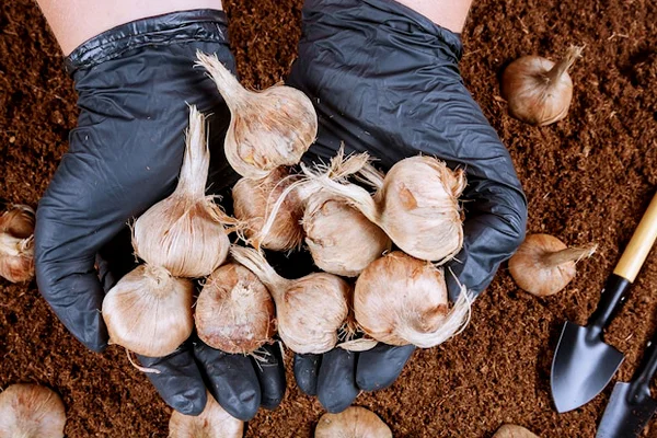 جابجایی پیاز زعفران
