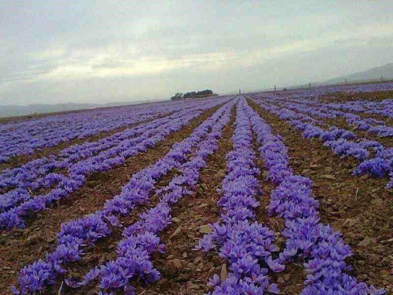 زردآب زعفران