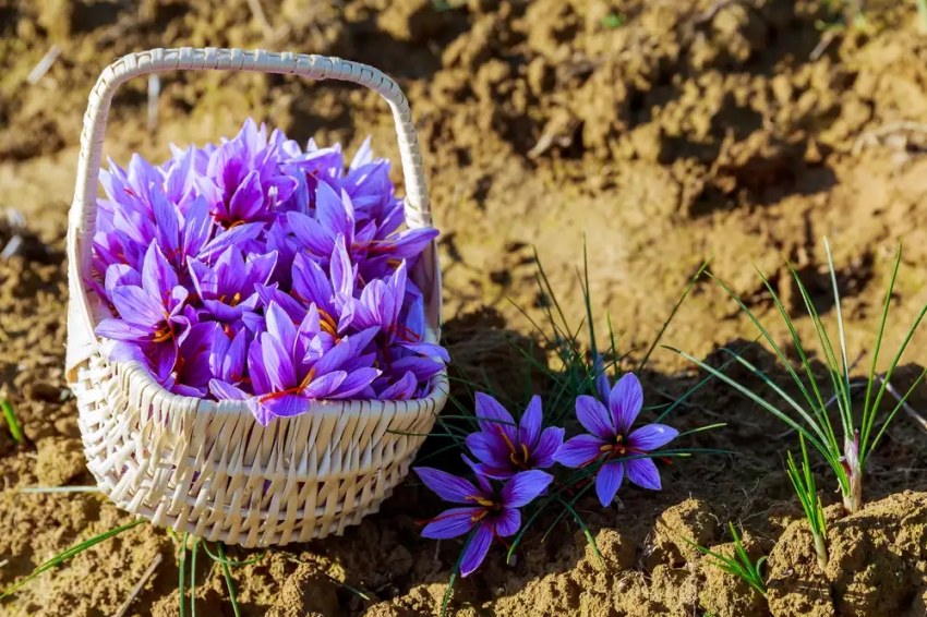 گل دهی پیاز زعفران