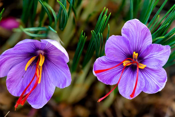 پیازچه زعفران