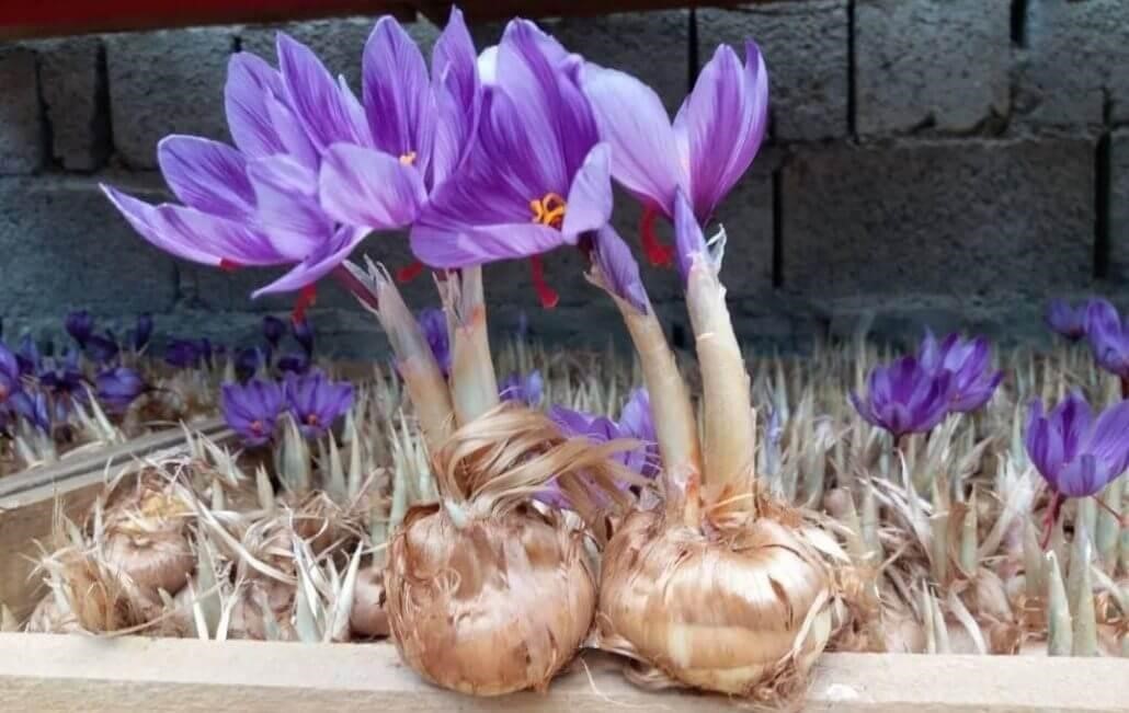 پیاز زعفران