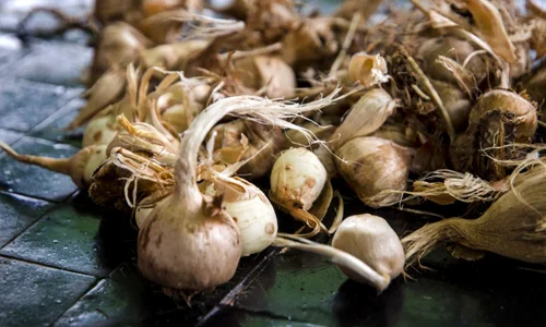 خرید پیاز زعفران