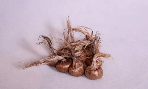 کاشت زعفران